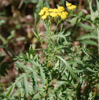 Photo de tanaisie commune - Chrysanthemum vulgare