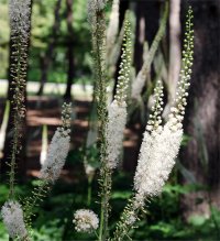Photo de fleurs de Barbe-de-bouc - Cimicifuga racemosa