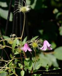 Photographie de cl�matite des alpes