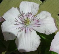 Clematis Hagley hybride - Cl�matite