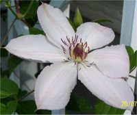 Clematis John Paul II - Cl�matite