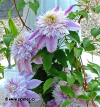 Cl�matite Josephine - Clematis 'Josephine'