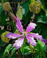 Cl�matite 'Liberation' - Clematis 'Liberation'