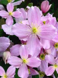 Cl�matite des montagnes - Clematis montana