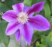 Clematis Nelly Moser - Cl�matite