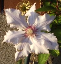 Clematis Snow queen - Photo de cl�matite
