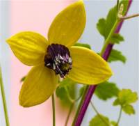Clematis tangutica - Cl�matite tangutica
