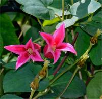 Clematis texensis 'Princess Diana' - Photo de cl�matite Princess Diana