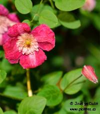Cl�matite Viticella Avant-garde - Clematis viticella 'Avant-garde'