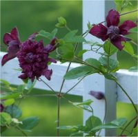 Clematis Viticella Purpurea Plena Elegant - Cl�matite