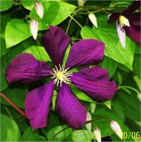 Clematis Viticella - Cl�matite �toile Violette