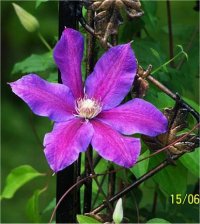 Clematis bees jubillee - Cl�matite