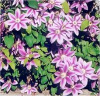 Clematis Comtesse de bouchaud