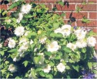 Clematis Duchess of edinburgh - Images de cl�matites