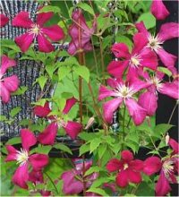 Clematis Rouge Cardinale - Cl�matite