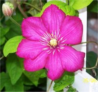 Clematis Ville de Lyon - Cl�matite