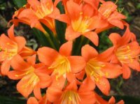 Photo de fleurs de Clivie vermillon - Clivia miniata