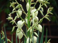 Photo de fleurs de Muguet des bois - Convallaria Majalis