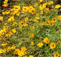 Photo de cor�opsis des teinturiers - Coreopsis tinctoria