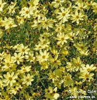Photo de cor�opsis verticill� - Coreopsis verticillata