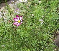 Cosmos sensation