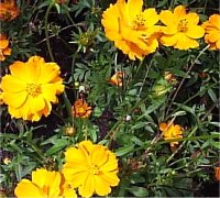 Cosmos - Photo de fleur de cosmos