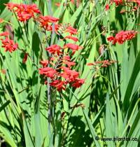 Photo de Montbr�tia - Crocosmia x crocosmiiflora