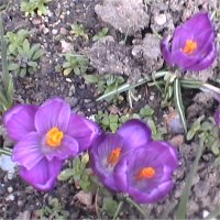 Crocus x hybridus - Photo de crocus hybrides