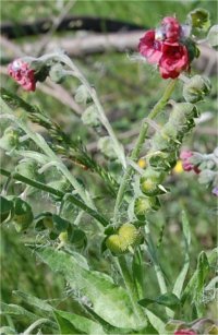 Photo de fleurs de langue de chien - Cynoglossum officinale