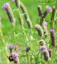 Photo de Dal�e violette - Dalea purpurea