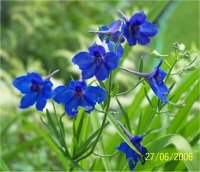 Delphinium grandiflorum 'Blue butterfly'