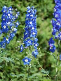 Photo de delphiniums hybrides - Delphinium elatum