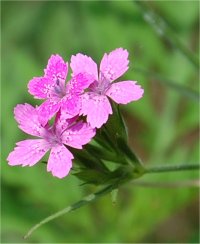Photo d'oeillet arm�ria - Dianthus armeria