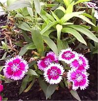 Dianthus chinensis - Photo d'oeillet de chine