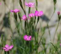 Photo d'oeillet deltoides - Dianthus deltoides
