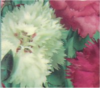 Dianthus plumaris - Photo d'oeillets