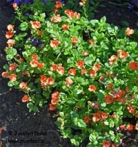 Photo de Diascie - Diascia