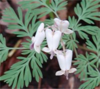 Phot de dicentre du Canada - Dicentra canadensis