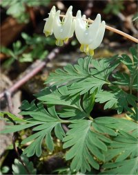Photo de dicentre � capuchon - Dicentra cucullaria