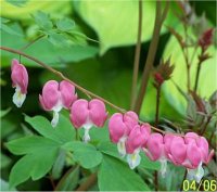 Dicentra spectabilis - Photo de Coeur saignant