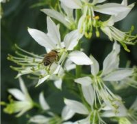 Photo de fraxinelle - Dictamnus albus