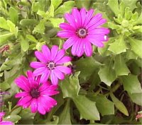 Dimorphotheca - Photo de fleur d'Osteospermum