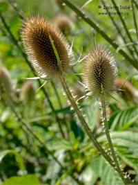 Photo de Chardon � foulon - Dipsacus sativus