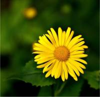 Photo de doronic orientale - Doronicum orientale