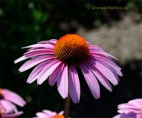 Photo d'�chinac�e pourpre - Echinacea purpurea