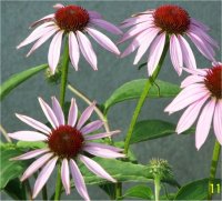 Echinacea purpurea Magnus - Photo d'�chinac�e