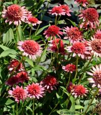 Echinacea purpurea Razzmatazz - Echinac�e Razzmatazz