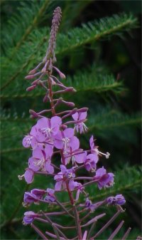 Photo de fleur d'�pilobe - Epilobium angustifolium