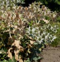 Photo de panicaut g�ant - Eryngium giganteum