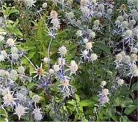 Eryngium tripartitum - Photo de panicaut